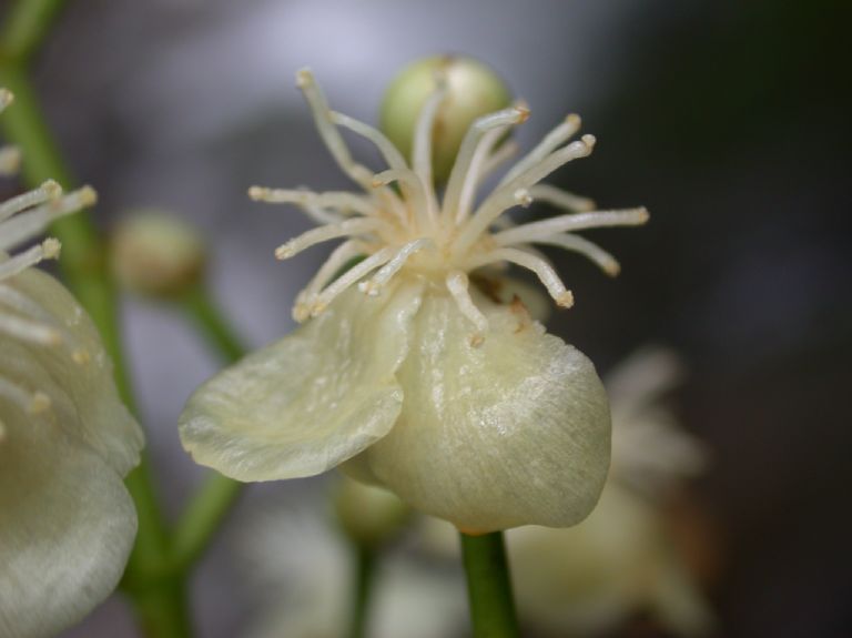 Clusiaceae Chrysochlamys glauca