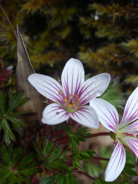 Geraniaceae Geranium costaricense
