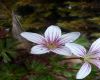 image of Geranium costaricense