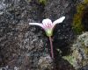 image of Geranium costaricense