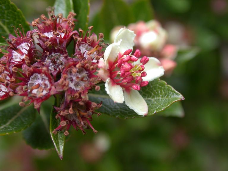 Rosaceae Hesperomeles heterophylla
