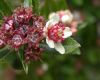 image of Hesperomeles heterophylla