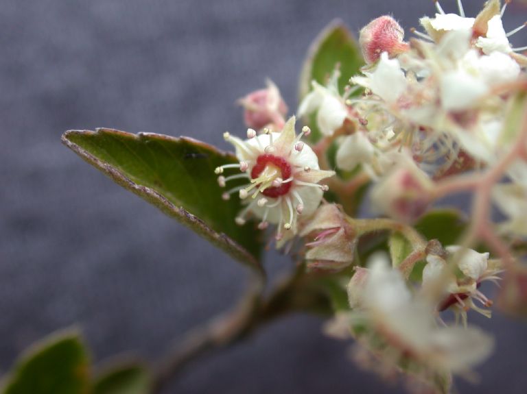 Rosaceae Holodiscus argenteus