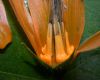 image of Loasa speciosa