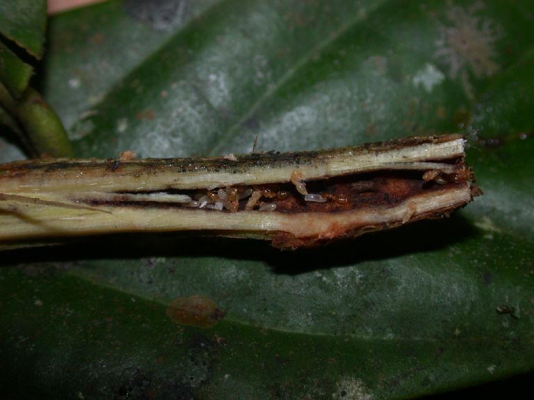 Lauraceae Ocotea 