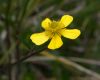 image of Ranunculus 