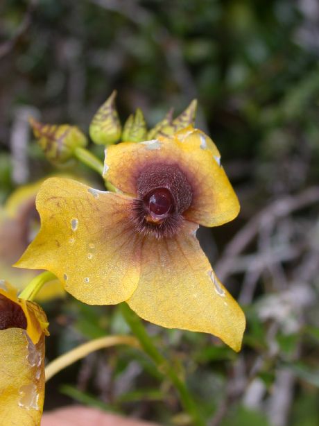 Orchidaceae Telipogon 
