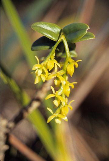 Orchidaceae Epidendrum alsum