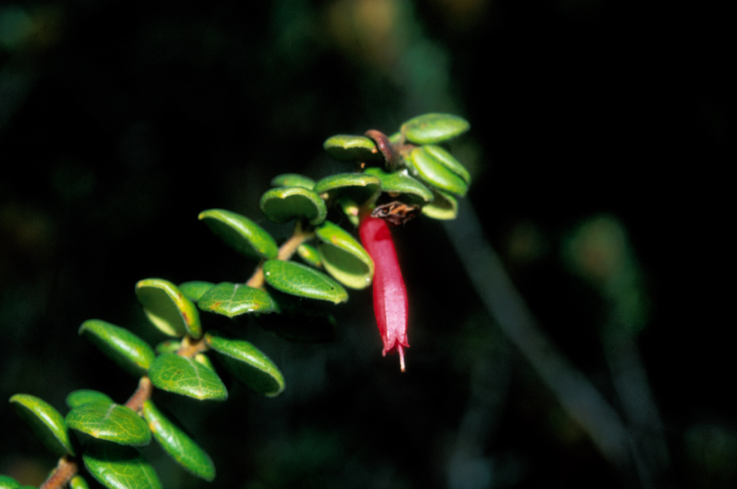 Ericaceae Notopora cardonae