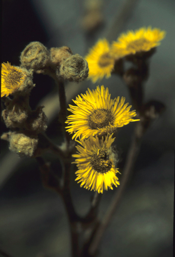 Asteraceae Espeletia 
