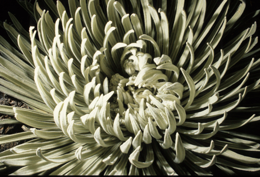 Asteraceae Espeletia 