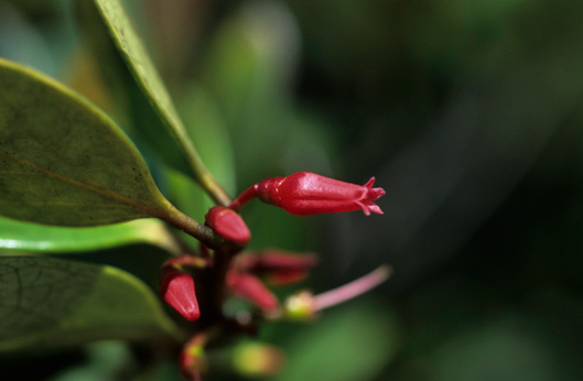 Ericaceae Thibaudia nutans
