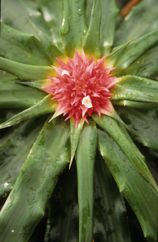 Bromeliaceae Navia phelpsiae