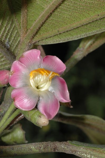 Melastomataceae Topobea multiflora