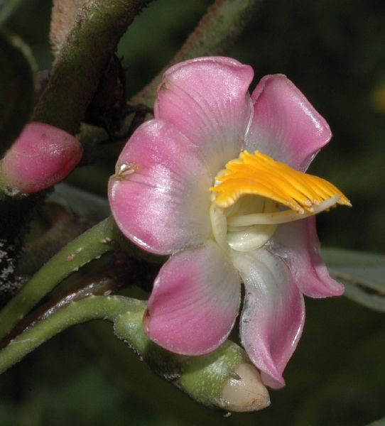 Melastomataceae Topobea multiflora