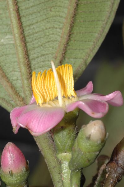 Melastomataceae Topobea multiflora