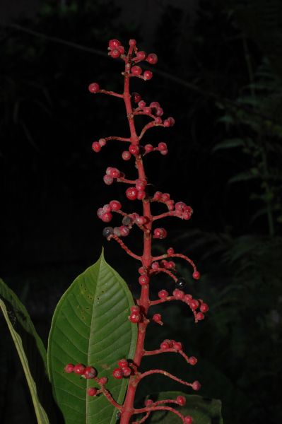 Melastomataceae Miconia trinervia