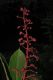 image of Miconia trinervia