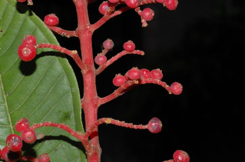 Melastomataceae Miconia trinervia