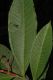 image of Miconia trinervia