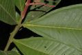 image of Miconia trinervia