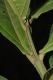 image of Miconia trinervia