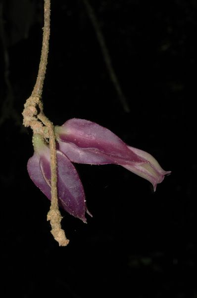 Solanaceae Juanulloa 