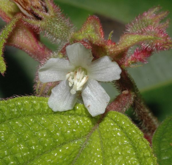 Melastomataceae Clidemia dentata