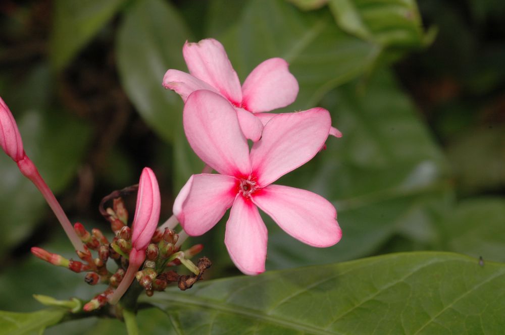 Apocynaceae Kopsia fruticosa
