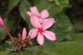 image of Kopsia fruticosa