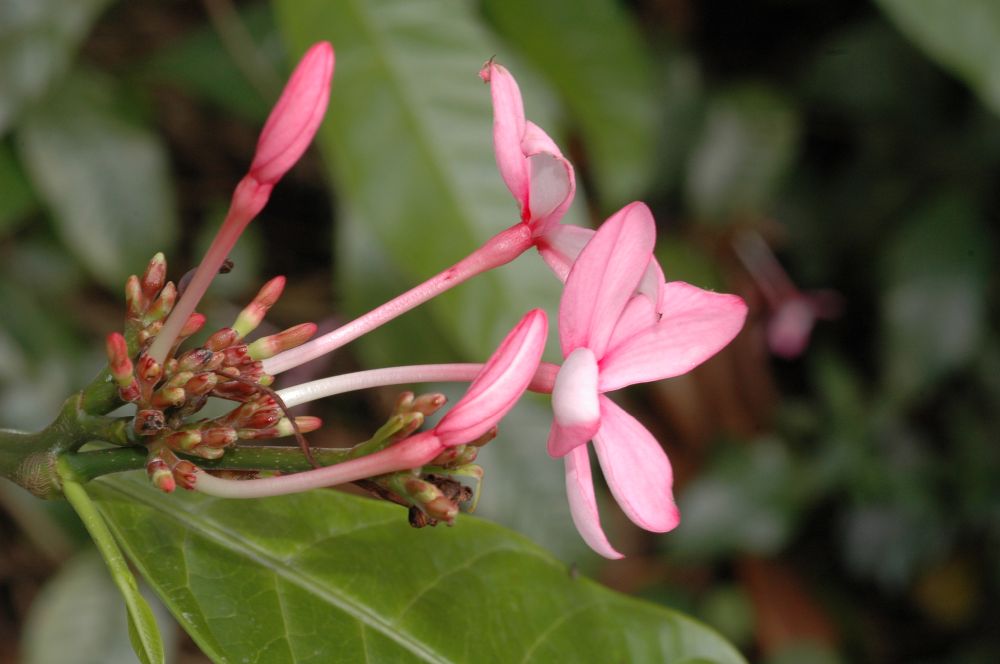 Apocynaceae Kopsia fruticosa