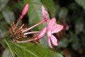 image of Kopsia fruticosa