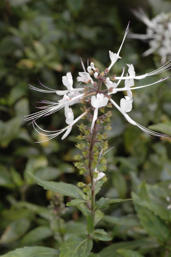 Lamiaceae Orthosiphon stamineus
