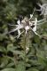 image of Orthosiphon stamineus