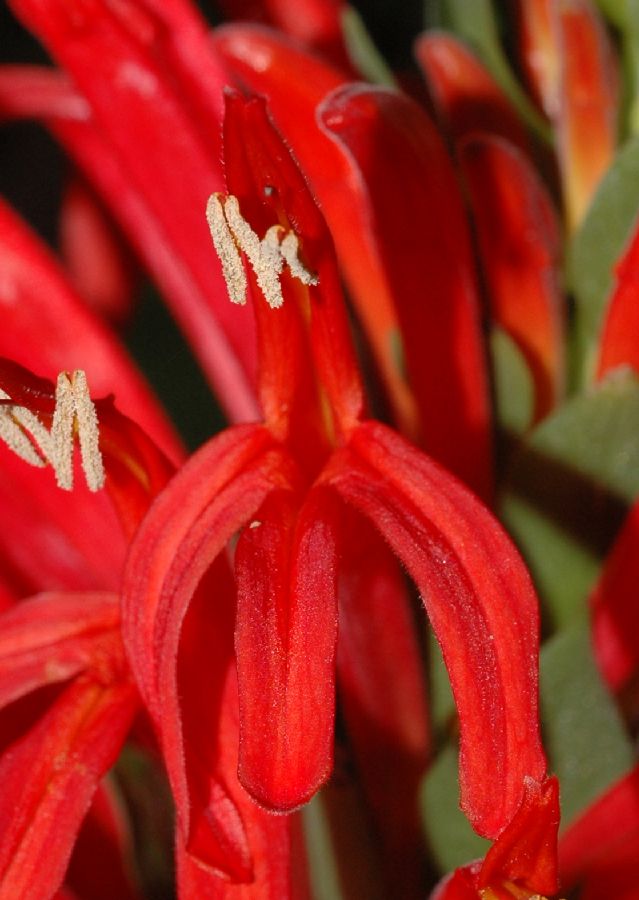 Acanthaceae Aphelandra jacobinoides