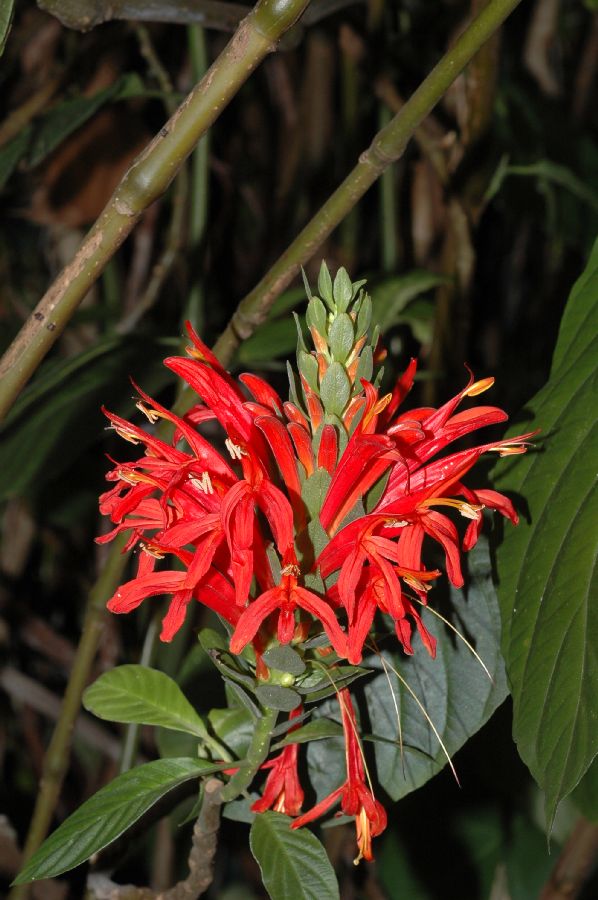 Acanthaceae Aphelandra jacobinoides