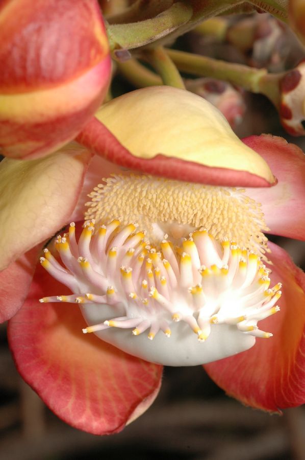 Lecythidaceae Couroupita guianensis