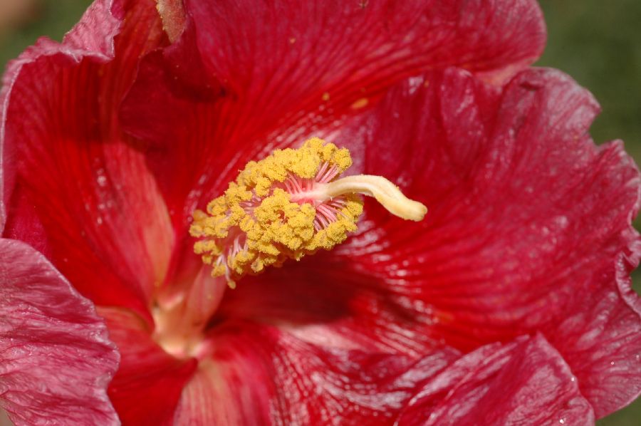 Malvaceae Thespesia grandiflora