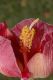 image of Thespesia grandiflora