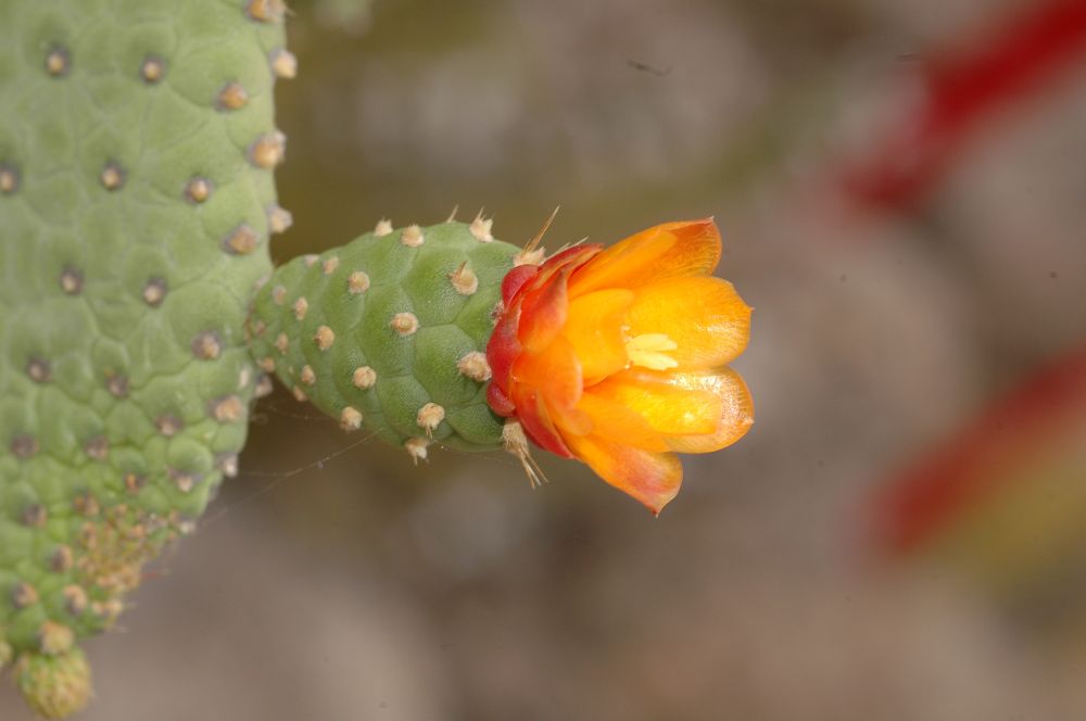 Cactaceae Opuntia spinosissima