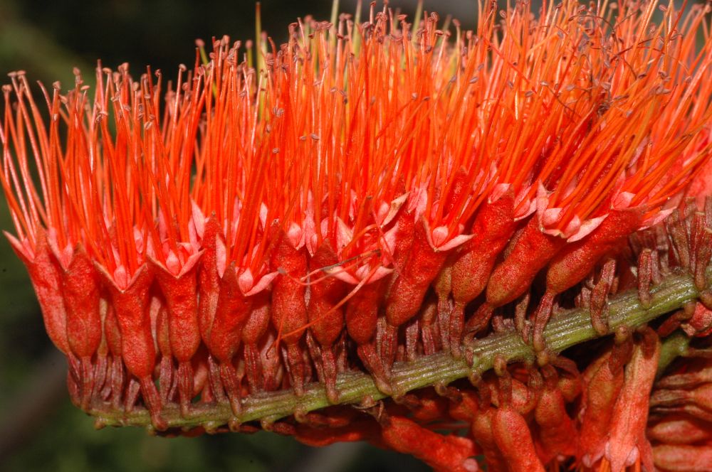 Combretaceae Combretum aubletii