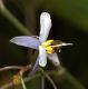 image of Dianella tasmanica