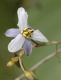 image of Dianella tasmanica