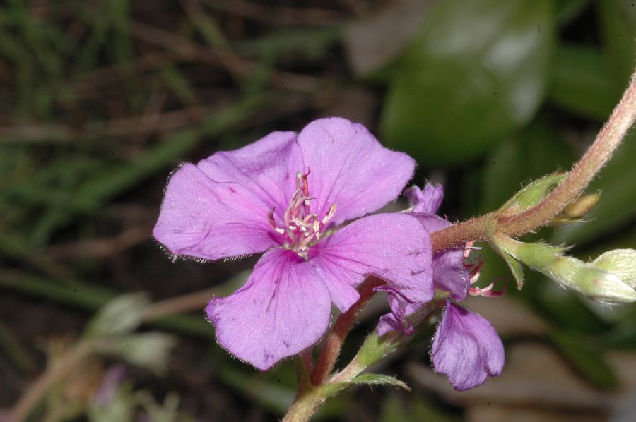 Melastomataceae Tibouchina gracilis