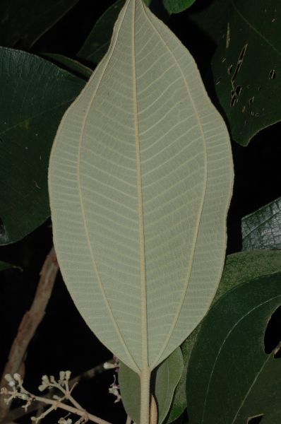 Melastomataceae Miconia molybdea