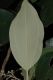 image of Miconia molybdea