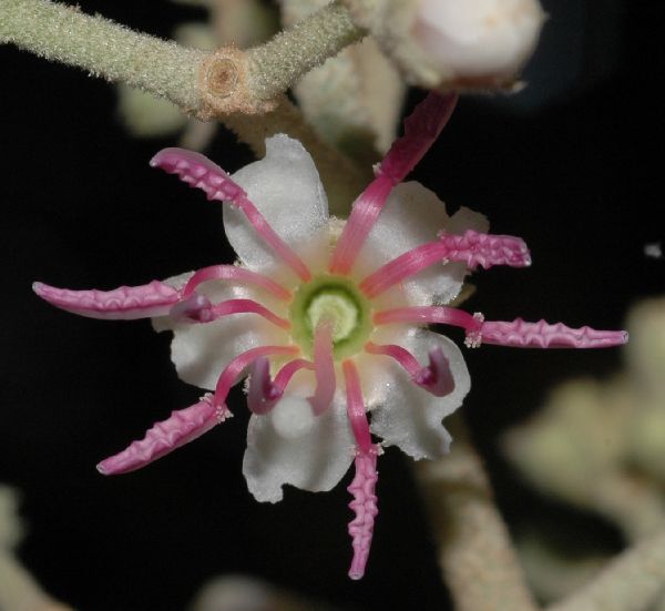 Melastomataceae Miconia molybdea