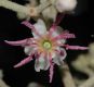 image of Miconia molybdea