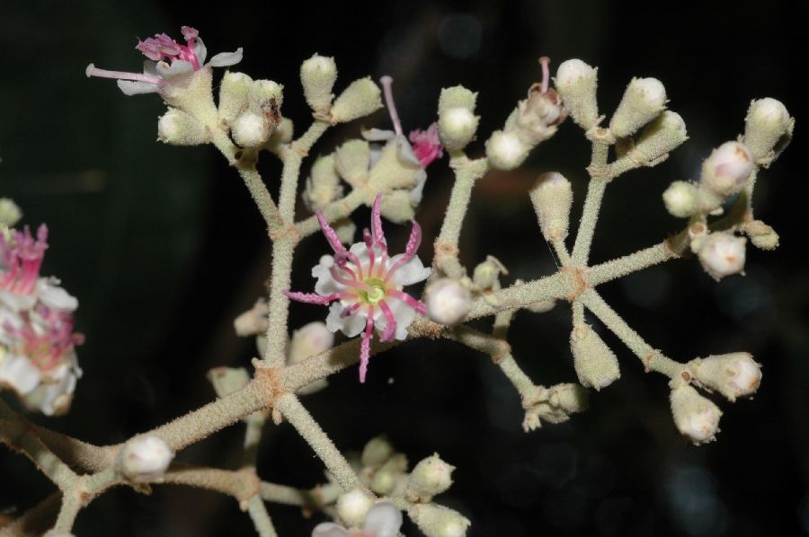 Melastomataceae Miconia molybdea