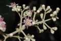 image of Miconia molybdea